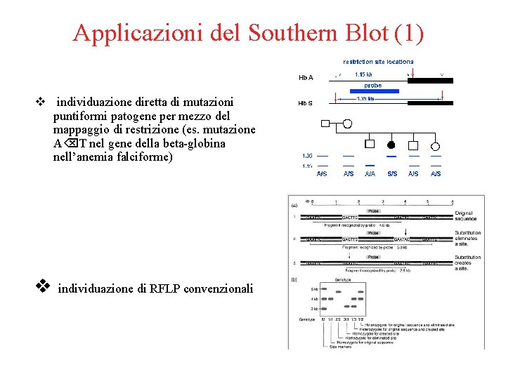 Applicazioni del Southern Blot (1) v individuazione diretta di mutazioni puntiformi patogene per mezzo