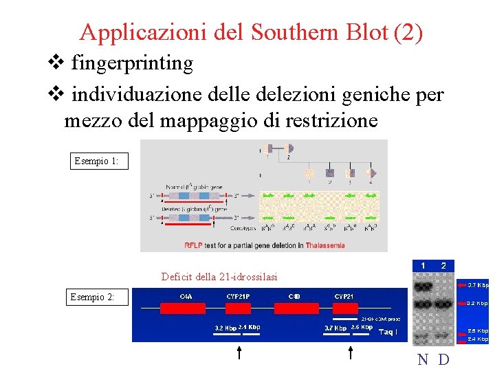 Applicazioni del Southern Blot (2) v fingerprinting v individuazione delle delezioni geniche per mezzo