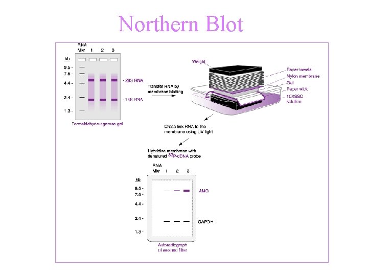 Northern Blot 