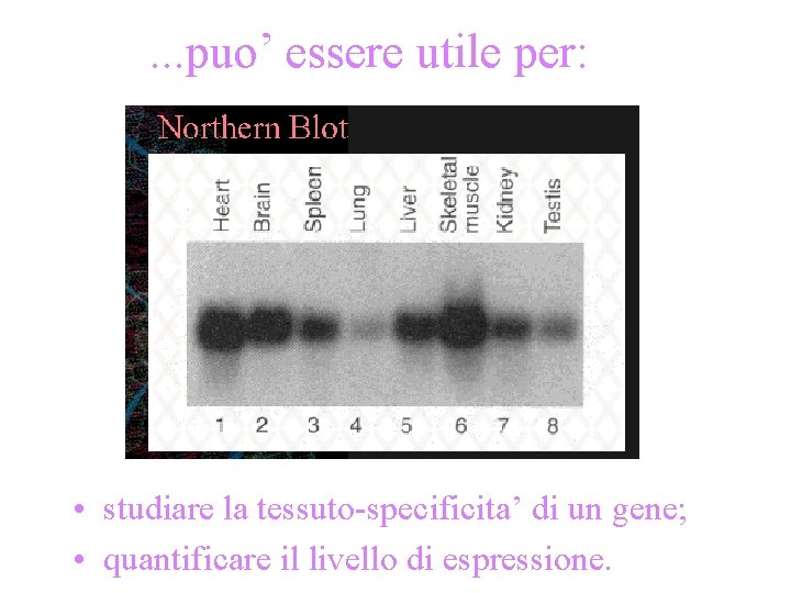 . . . puo’ essere utile per: • studiare la tessuto-specificita’ di un gene;