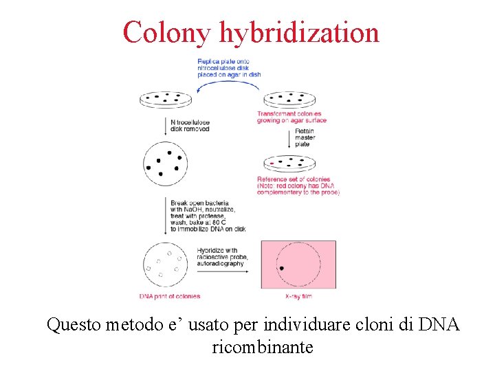 Colony hybridization Questo metodo e’ usato per individuare cloni di DNA ricombinante 