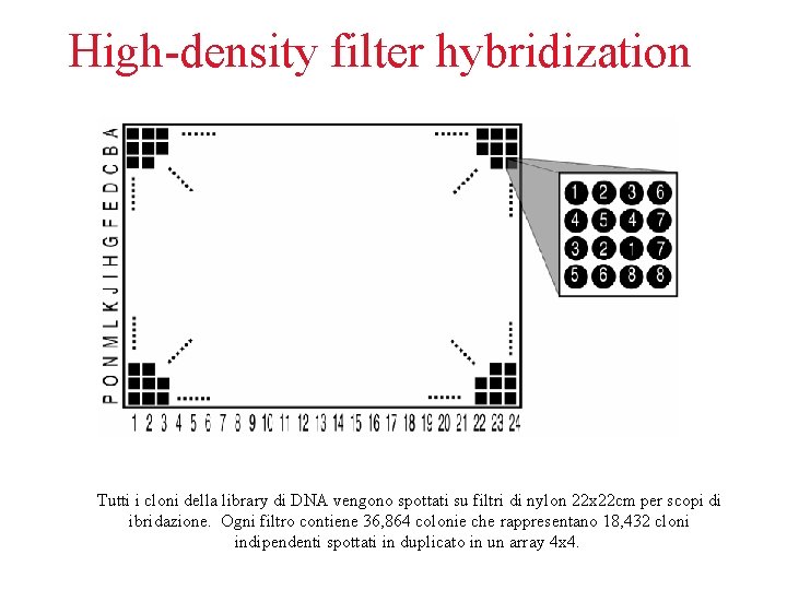 High-density filter hybridization Tutti i cloni della library di DNA vengono spottati su filtri