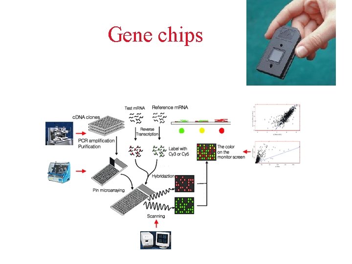 Gene chips 