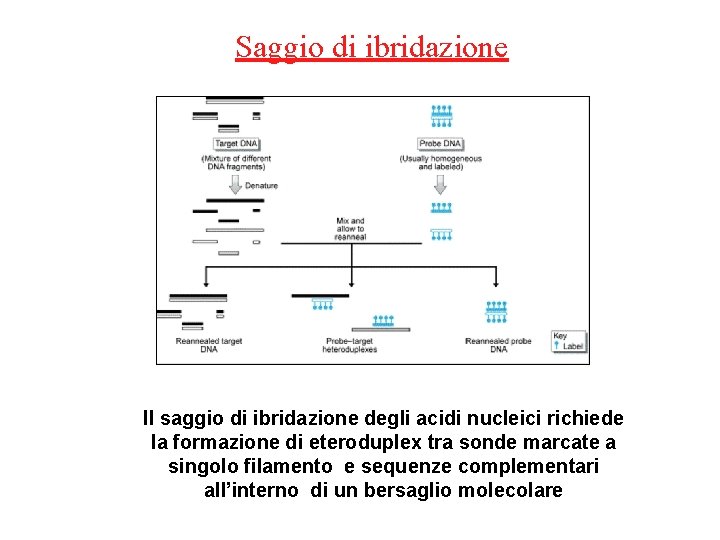 Saggio di ibridazione Il saggio di ibridazione degli acidi nucleici richiede la formazione di