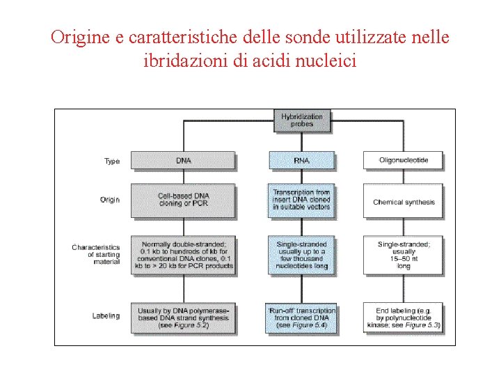 Origine e caratteristiche delle sonde utilizzate nelle ibridazioni di acidi nucleici 