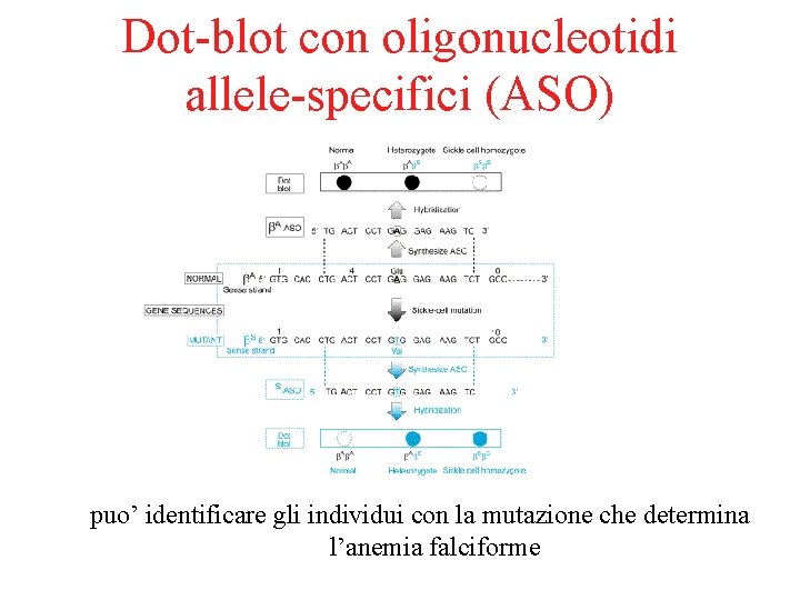 Dot-blot con oligonucleotidi allele-specifici (ASO) puo’ identificare gli individui con la mutazione che determina
