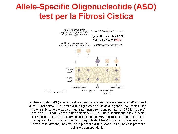 Allele-Specific Oligonucleotide (ASO) test per la Fibrosi Cistica La Fibrosi Cistica (CF) e’ una
