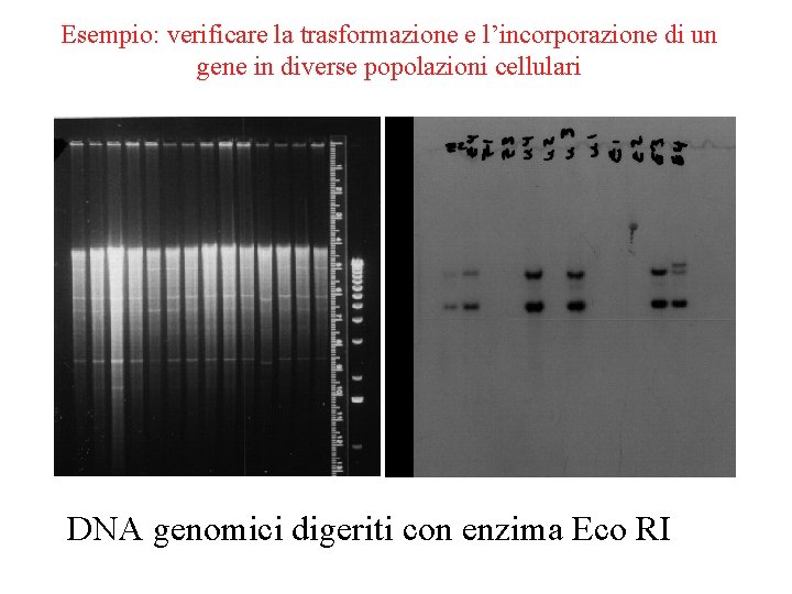 Esempio: verificare la trasformazione e l’incorporazione di un gene in diverse popolazioni cellulari DNA