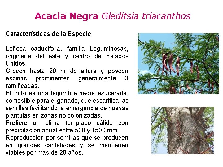 Acacia Negra Gleditsia triacanthos Características de la Especie Leñosa caducifolia, familia Leguminosas, originaria del