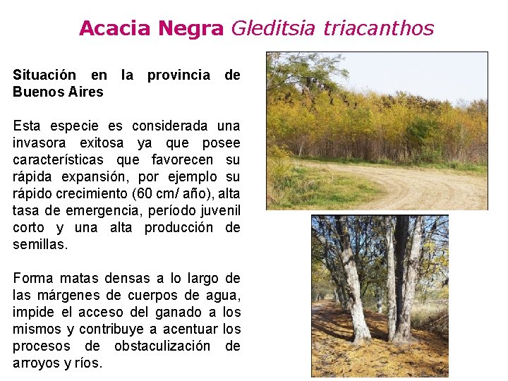 Acacia Negra Gleditsia triacanthos Situación en Buenos Aires la provincia de Esta especie es