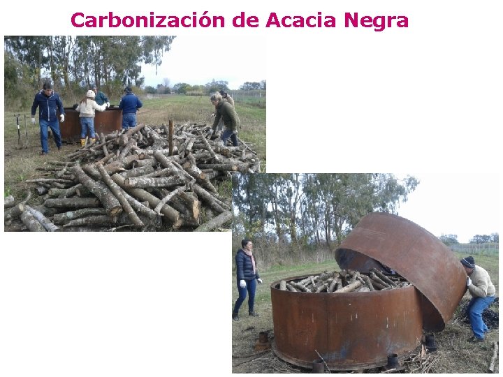 Carbonización de Acacia Negra 