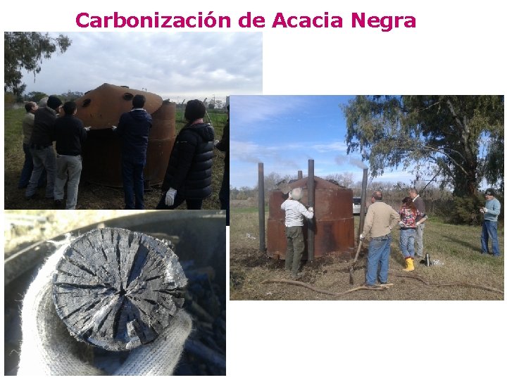 Carbonización de Acacia Negra 