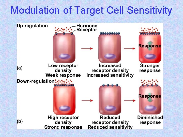 Modulation of Target Cell Sensitivity 