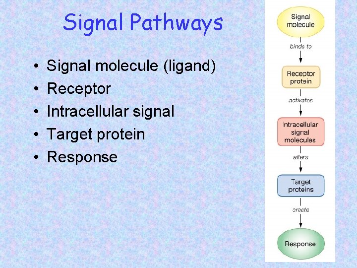 Signal Pathways • • • Signal molecule (ligand) Receptor Intracellular signal Target protein Response