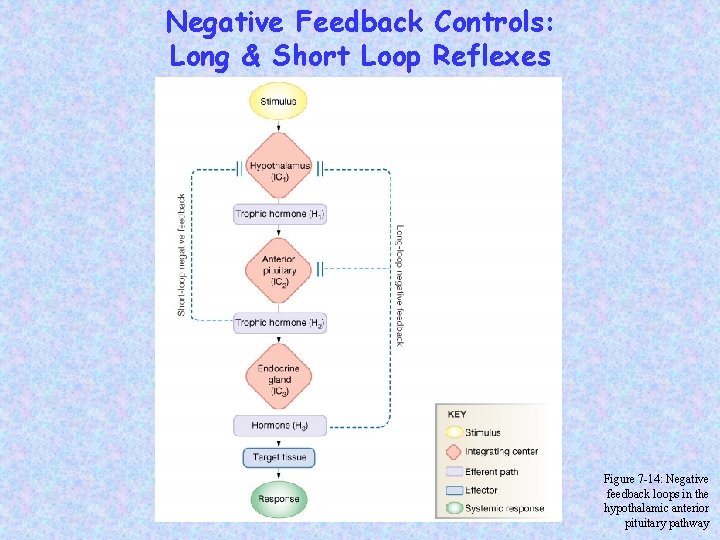 Negative Feedback Controls: Long & Short Loop Reflexes Figure 7 -14: Negative feedback loops