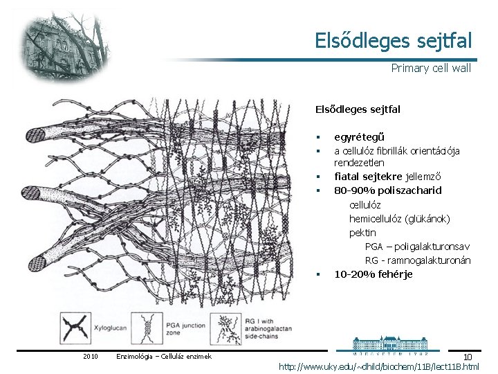 Elsődleges sejtfal Primary cell wall Elsődleges sejtfal § § § 2010 Enzimológia – Celluláz Elsődleges sejtfal Primary cell wall Elsődleges sejtfal § § § 2010 Enzimológia – Celluláz