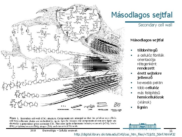 Másodlagos sejtfal Secondary cell wall Másodlagos sejtfal § § § § 2010 többrétegű a Másodlagos sejtfal Secondary cell wall Másodlagos sejtfal § § § § 2010 többrétegű a
