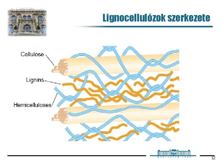 Lignocellulózok szerkezete 12 Lignocellulózok szerkezete 12