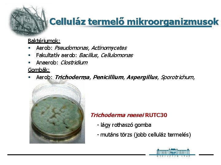 Celluláz termelő mikroorganizmusok Baktériumok: § Aerob: Pseudomonas, Actinomycetes § Fakultatív aerob: Bacillus, Cellulomonas § Celluláz termelő mikroorganizmusok Baktériumok: § Aerob: Pseudomonas, Actinomycetes § Fakultatív aerob: Bacillus, Cellulomonas §