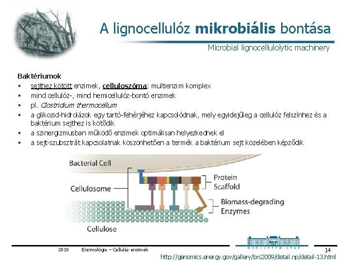 A lignocellulóz mikrobiális bontása Microbial lignocellulolytic machinery Baktériumok § sejthez kötött enzimek, celluloszóma: multienzim A lignocellulóz mikrobiális bontása Microbial lignocellulolytic machinery Baktériumok § sejthez kötött enzimek, celluloszóma: multienzim