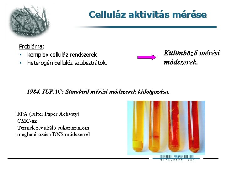 Celluláz aktivitás mérése Probléma: § komplex celluláz rendszerek § heterogén cellulóz szubsztrátok. Különböző mérési Celluláz aktivitás mérése Probléma: § komplex celluláz rendszerek § heterogén cellulóz szubsztrátok. Különböző mérési