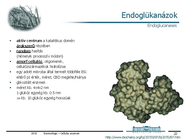 Endoglükanázok Endoglucanases § § § aktív centrum a katalitikus domén árokszerű részében random hasítás Endoglükanázok Endoglucanases § § § aktív centrum a katalitikus domén árokszerű részében random hasítás