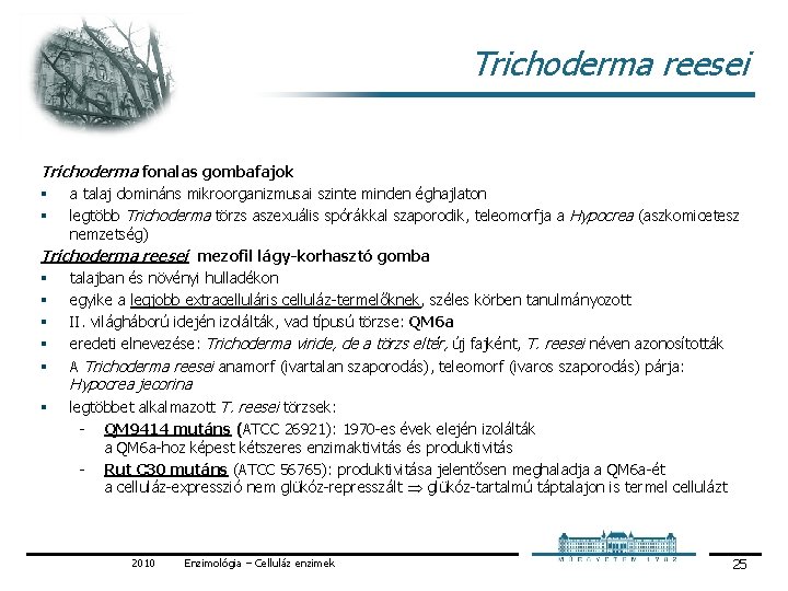 Trichoderma reesei Trichoderma fonalas gombafajok § a talaj domináns mikroorganizmusai szinte minden éghajlaton § Trichoderma reesei Trichoderma fonalas gombafajok § a talaj domináns mikroorganizmusai szinte minden éghajlaton §