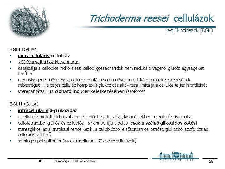 Trichoderma reesei cellulázok glükozidázok (BGL) BGLI (Cel 3 A) § extracelluláris cellobiáz § >50% Trichoderma reesei cellulázok glükozidázok (BGL) BGLI (Cel 3 A) § extracelluláris cellobiáz § >50%