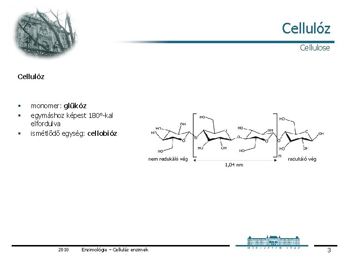 Cellulóz Cellulose Cellulóz § § § monomer: glükóz egymáshoz képest 180° kal elfordulva ismétlődő Cellulóz Cellulose Cellulóz § § § monomer: glükóz egymáshoz képest 180° kal elfordulva ismétlődő