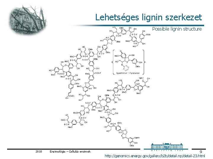 Lehetséges lignin szerkezet Possible lignin structure 2010 Enzimológia – Celluláz enzimek 9 http: //genomics. Lehetséges lignin szerkezet Possible lignin structure 2010 Enzimológia – Celluláz enzimek 9 http: //genomics.