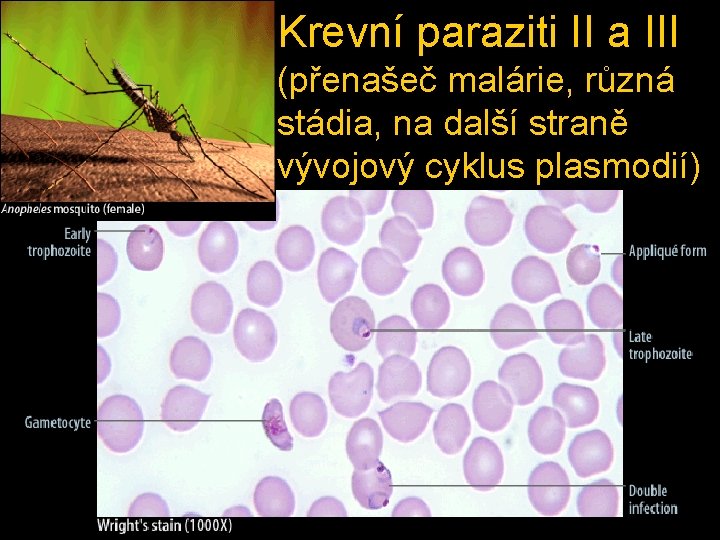 Krevní paraziti II a III (přenašeč malárie, různá stádia, na další straně vývojový cyklus