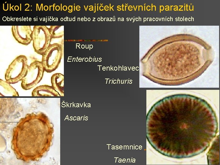 Úkol 2: Morfologie vajíček střevních parazitů Obkreslete si vajíčka odtud nebo z obrazů na