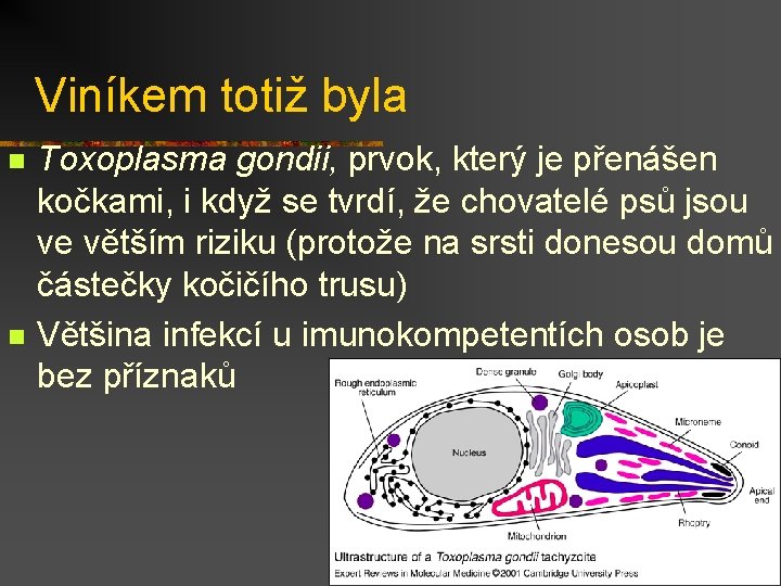 Viníkem totiž byla n n Toxoplasma gondii, prvok, který je přenášen kočkami, i když