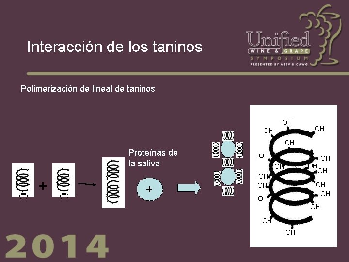 Interacción de los taninos Polimerización de lineal de taninos OH OH Proteínas de la