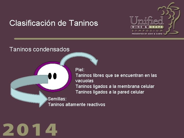 Clasificación de Taninos condensados Piel: Taninos libres que se encuentran en las vacuolas Taninos