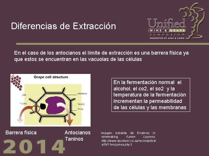 Diferencias de Extracción En el caso de los antocianos el límite de extracción es