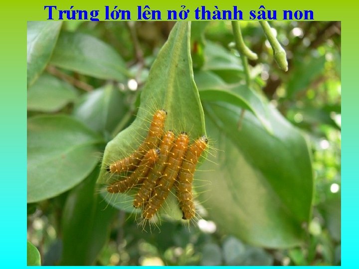 Trứng lớn lên nở thành sâu non 