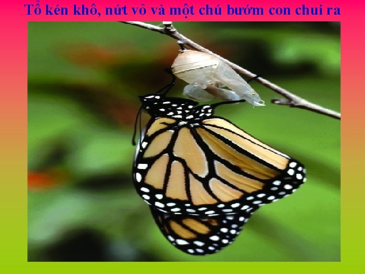 Tổ kén khô, nứt vỏ và một chú bướm con chui ra 