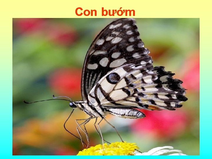 Con bướm 