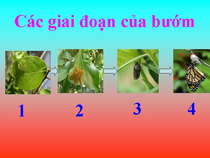 Các giai đoạn của bướm 1 2 3 4 