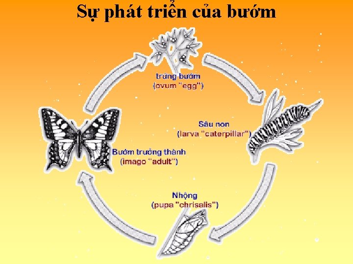 Sự phát triển của bướm 