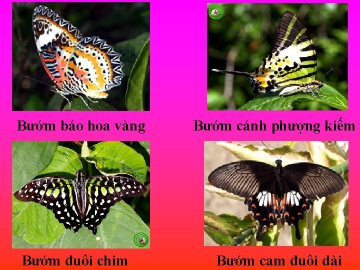 Bướm báo hoa vàng Bướm đuôi chim Bướm cánh phượng kiếm Bướm cam đuôi