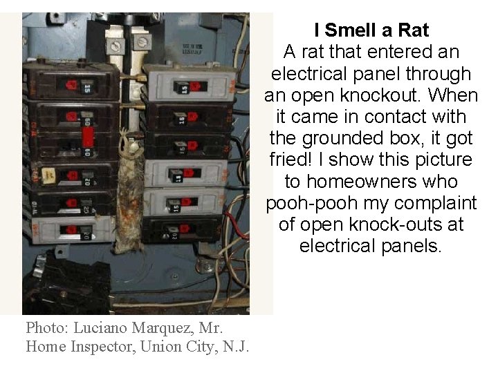 I Smell a Rat A rat that entered an electrical panel through an open