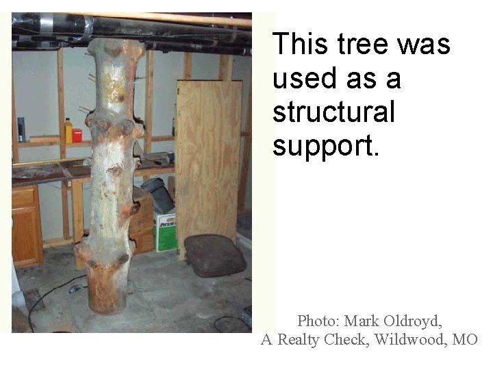 This tree was used as a structural support. Photo: Mark Oldroyd, A Realty Check,