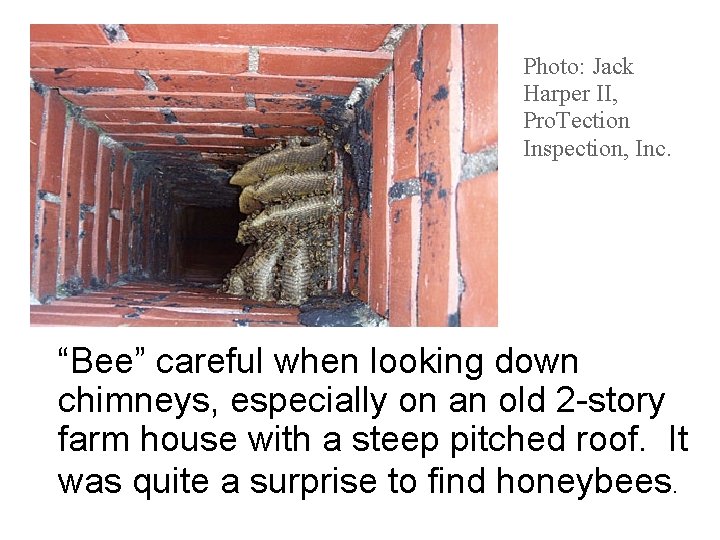 Photo: Jack Harper II, Pro. Tection Inspection, Inc. “Bee” careful when looking down chimneys,