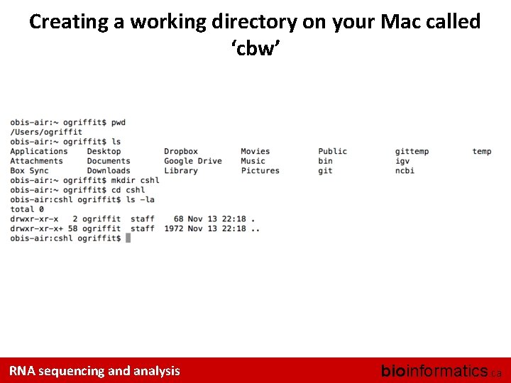 Creating a working directory on your Mac called ‘cbw’ RNA sequencing and analysis bioinformatics.