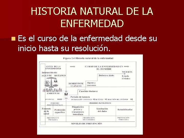 HISTORIA NATURAL DE LA ENFERMEDAD n Es el curso de la enfermedad desde su