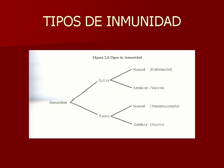 TIPOS DE INMUNIDAD 