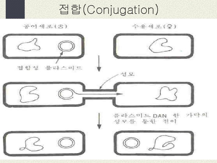 접합(Conjugation) 