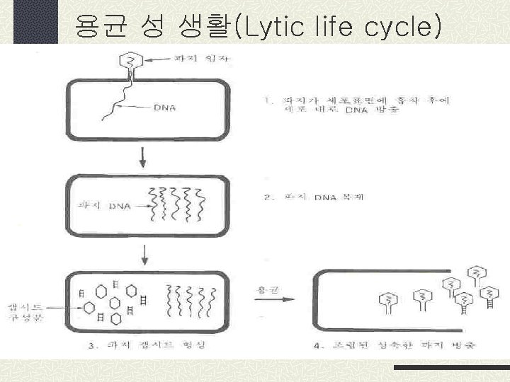 용균 성 생활(Lytic life cycle) 